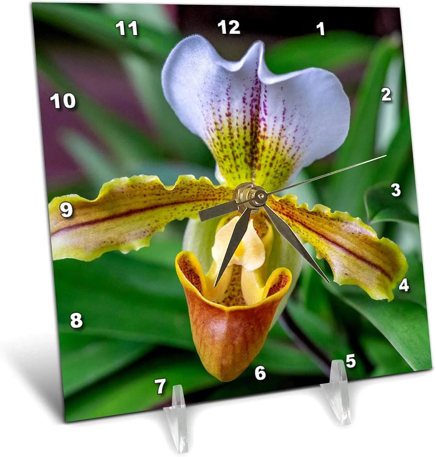 3dRose 6x6 Desk Clock - Venus Slipper Orchid Flower