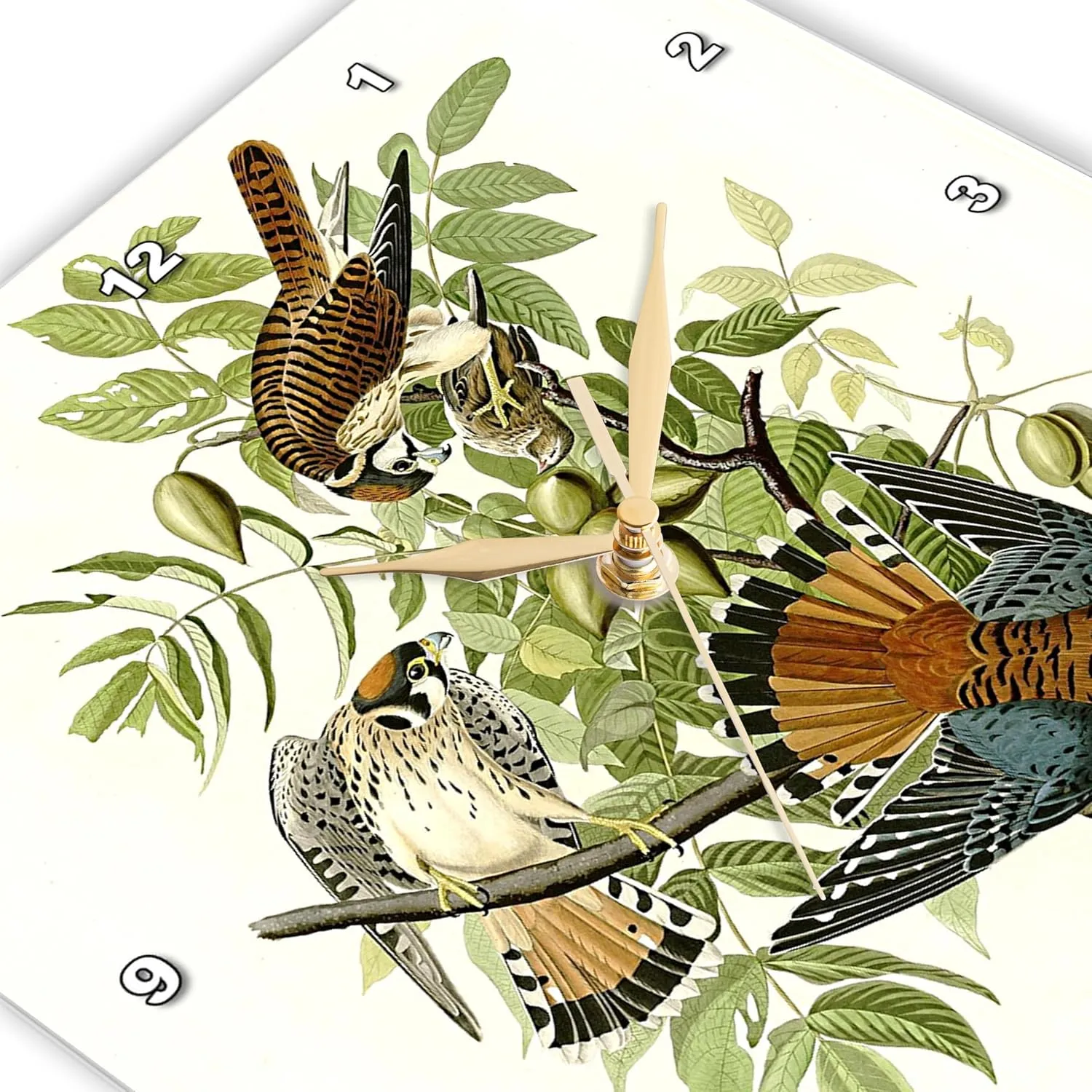 3dRose - American Kestrel aka Sparrow Hawk Birds of Prey Audubon Vintage Art - Wall Clock - (dpp-365470-2)
