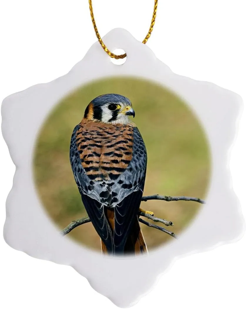 3dRose orn_83579_1 Male American Kestrel Bird NA02 AJE0261 Adam Jones Snowflake Porcelain Ornament, 3-Inch