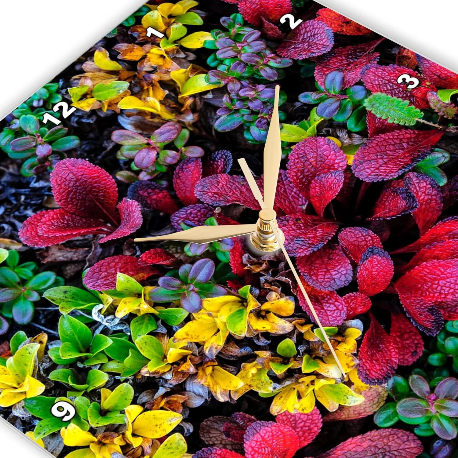 3dRose Wall Clock Silent - 13 inch - Alaska, Noatak National Preserve. Alpine Bearberry on Arctic Tundra. - Alaska