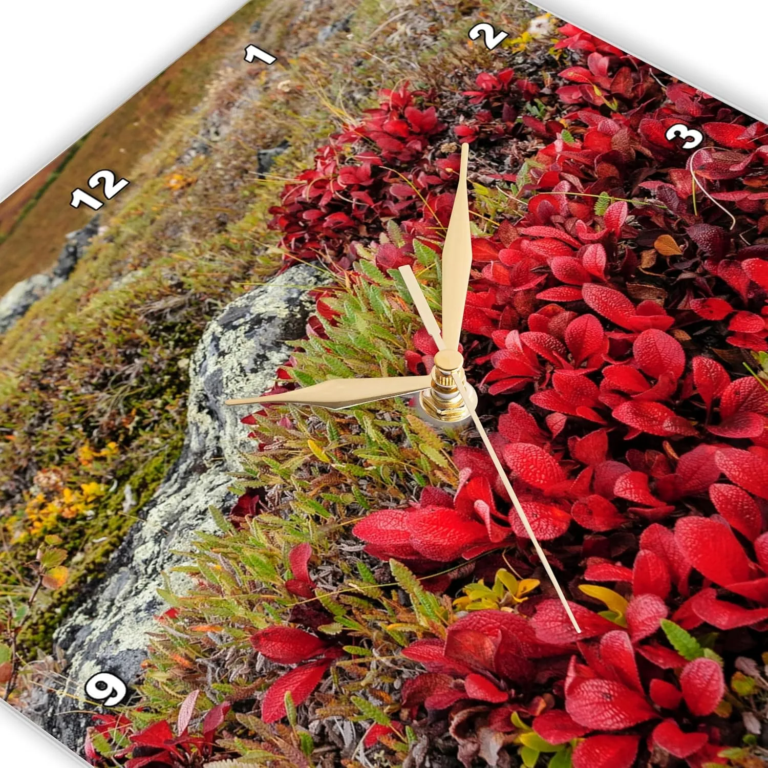 3dRose Wall Clock Silent - 15 inch - Alaska, Noatak National Preserve. Alpine Bearberry in Autumn Colors. - Alaska