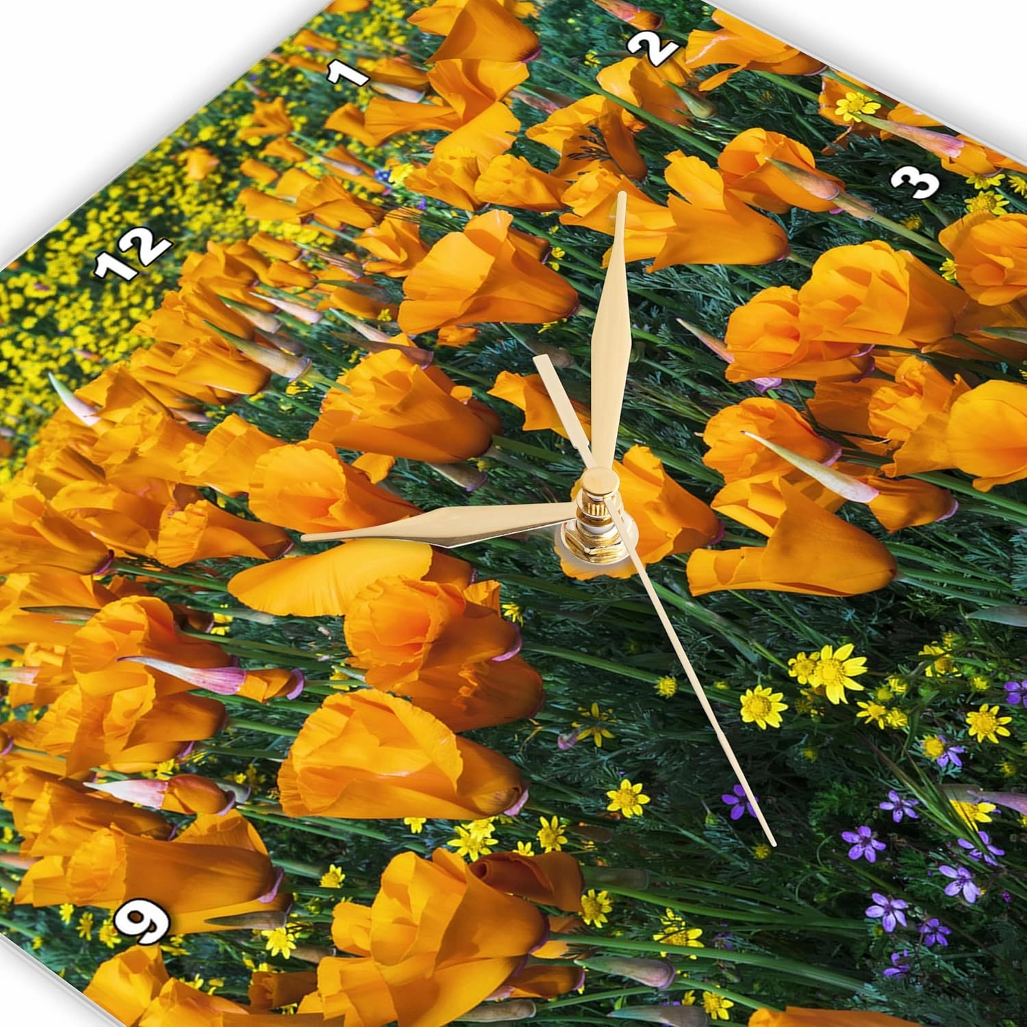 3dRose Wall Clock Silent - 15 inch - California Poppies and Goldfield, Antelope Valley, California, USA. - Flower