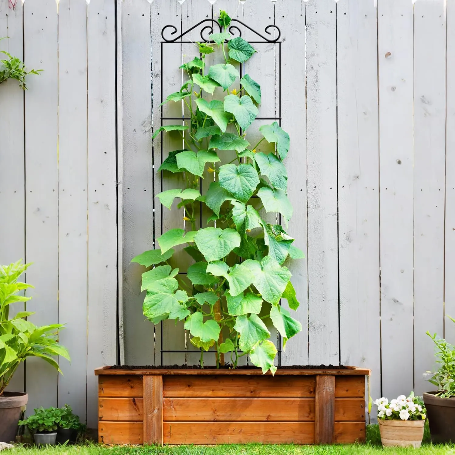 ARIFARO 57.5'' Metal Garden Trellis for Climbing Plants,(Pack of 4) Indoor/Outdoor Sturdy Plant Trellis for Potted Plants,House Plants, Climbing Vines, Black
