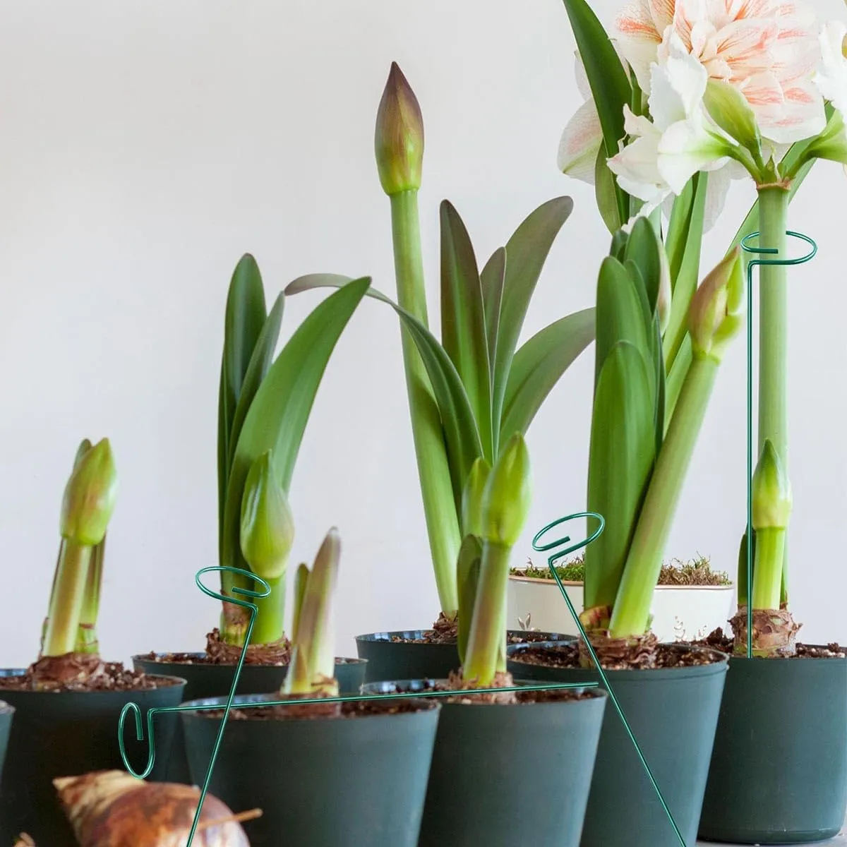 MTB SUPPLY Green 16 inch Single Stem Plant Stakes Flower Support Rings, Pack of 20 Plant Support Stakes, Flower Support Hoops Garden Plant Prop for Amaryllis Orchid Lily Rose Peony Gladiolus