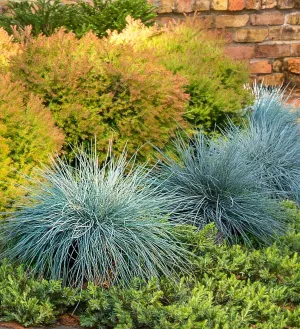 Southern Living Festuca Beyond Blue (Ornamental, Landscape, Grass, Silver Green Foliage), 2.5 Quart